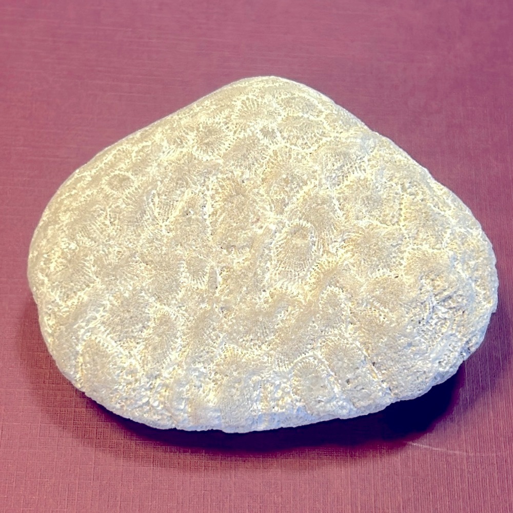 Rare White Petoskey Stone, Raw. Clean of all dirt, ready to sand or finish.